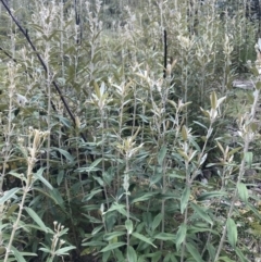 Olearia megalophylla at Cotter River, ACT - 2 Nov 2021