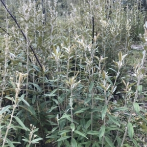 Olearia megalophylla at Cotter River, ACT - 2 Nov 2021