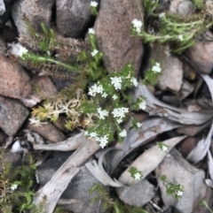 Asperula conferta (Common Woodruff) at Namadgi National Park - 2 Nov 2021 by BrianH