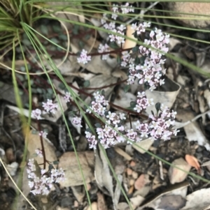 Poranthera microphylla at Cotter River, ACT - 2 Nov 2021 03:41 PM