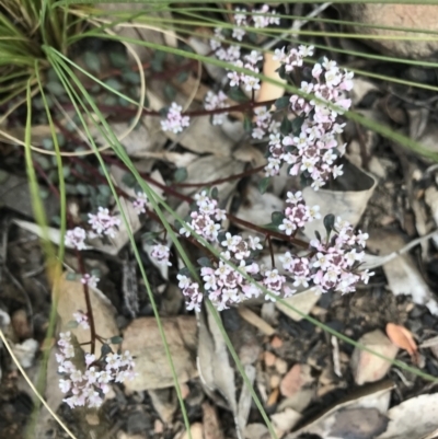 Poranthera microphylla (Small Poranthera) at Namadgi National Park - 2 Nov 2021 by BrianH