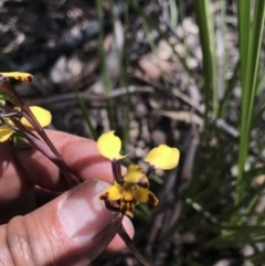 Diuris pardina (Leopard Doubletail) at Cotter River, ACT - 2 Nov 2021 by BrianH