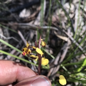 Diuris pardina at Cotter River, ACT - 2 Nov 2021