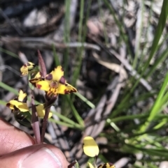 Diuris pardina at Cotter River, ACT - 2 Nov 2021