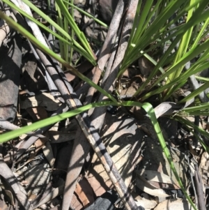 Diuris pardina at Cotter River, ACT - 2 Nov 2021