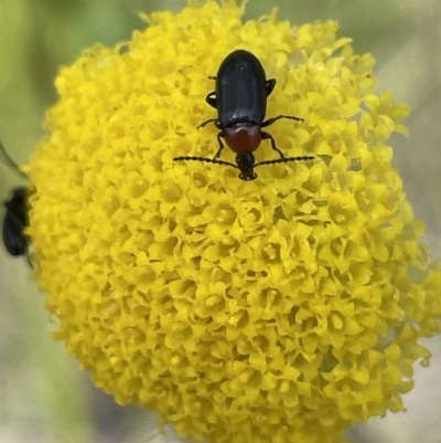 Atoichus bicolor (Darkling beetle) at Namadgi National Park - 1 Nov 2021 by JaneR