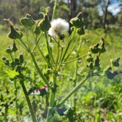 Sonchus asper (Prickly Sowthistle) at Jerrabomberra, ACT - 2 Nov 2021 by Mike