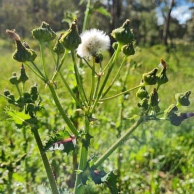 Sonchus asper (Prickly Sowthistle) at Jerrabomberra, ACT - 2 Nov 2021 by Mike