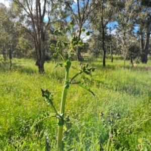 Sonchus asper at Jerrabomberra, ACT - 2 Nov 2021 04:49 PM