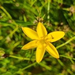 Hypoxis hygrometrica var. villosisepala (Golden Weather-grass) at Isaacs Ridge and Nearby - 2 Nov 2021 by Mike