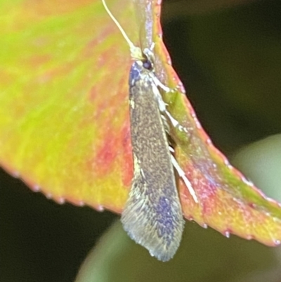 Opogona omoscopa (Detritus Moth) at Jerrabomberra, NSW - 2 Nov 2021 by SteveBorkowskis