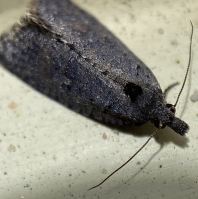 Cryptaspasma sordida (A Tortricid moth (Olethreutinae)) at Jerrabomberra, NSW - 2 Nov 2021 by SteveBorkowskis