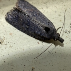 Cryptaspasma sordida at Jerrabomberra, NSW - suppressed