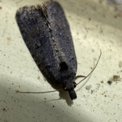 Cryptaspasma sordida at Jerrabomberra, NSW - suppressed