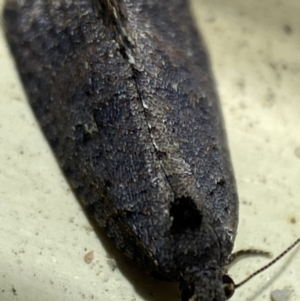 Cryptaspasma sordida at Jerrabomberra, NSW - suppressed