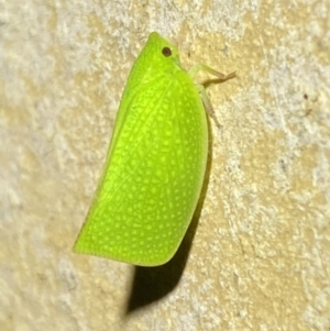 Siphanta acuta at Jerrabomberra, NSW - 2 Nov 2021