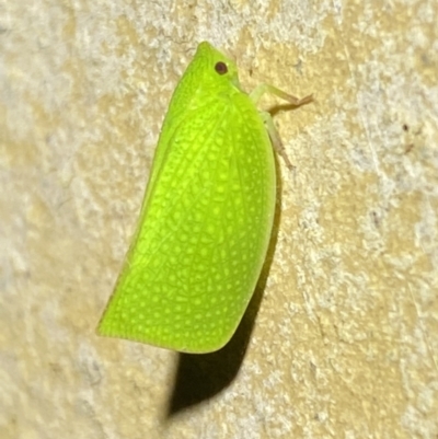 Siphanta acuta (Green planthopper, Torpedo bug) at QPRC LGA - 2 Nov 2021 by Steve_Bok