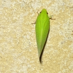 Siphanta acuta at Jerrabomberra, NSW - 2 Nov 2021