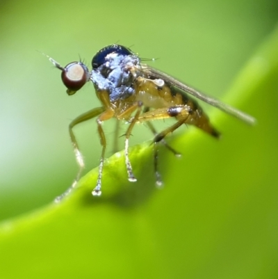 Unidentified Other true fly at Jerrabomberra, NSW - 2 Nov 2021 by Steve_Bok