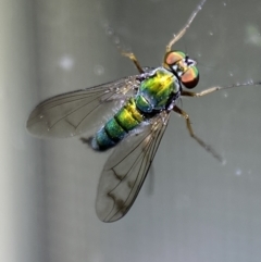 Dolichopodidae sp. (family) (Unidentified Long-legged fly) at Jerrabomberra, NSW - 2 Nov 2021 by Steve_Bok