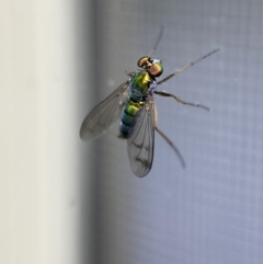 Dolichopodidae (family) at Jerrabomberra, NSW - 2 Nov 2021