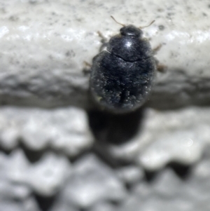 Coccinellidae (family) at Jerrabomberra, NSW - suppressed