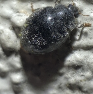 Coccinellidae (family) at Jerrabomberra, NSW - suppressed