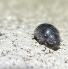 Coccinellidae (family) at Jerrabomberra, NSW - suppressed