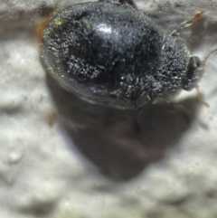 Coccinellidae (family) at Jerrabomberra, NSW - suppressed