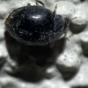 Coccinellidae (family) at Jerrabomberra, NSW - suppressed