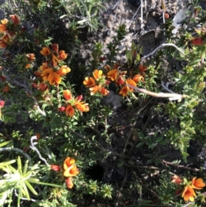 Pultenaea procumbens at Mount Clear, ACT - 1 Nov 2021