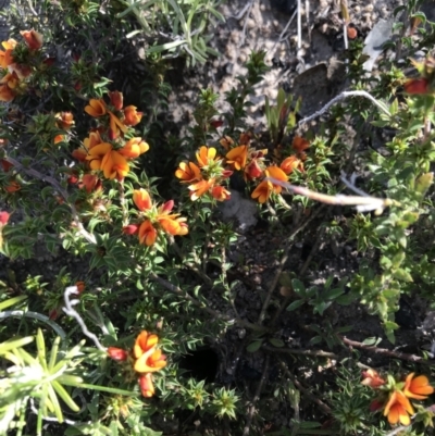 Pultenaea procumbens (Bush Pea) at Mount Clear, ACT - 1 Nov 2021 by BrianH