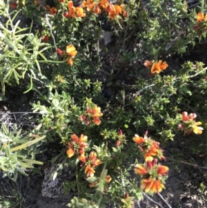 Pultenaea procumbens at Mount Clear, ACT - 1 Nov 2021