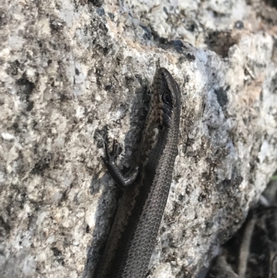 Pseudemoia entrecasteauxii (Woodland Tussock-skink) at Namadgi National Park - 27 Oct 2021 by BrianH