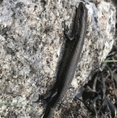 Pseudemoia entrecasteauxii at Cotter River, ACT - 27 Oct 2021 01:44 PM