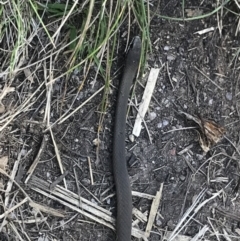 Drysdalia coronoides (White-lipped Snake) at Namadgi National Park - 27 Oct 2021 by BrianH
