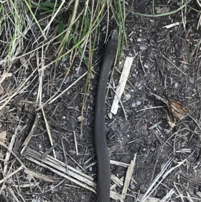 Drysdalia coronoides (White-lipped Snake) at Cotter River, ACT - 27 Oct 2021 by BrianH