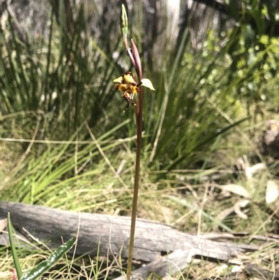 Diuris pardina (Leopard Doubletail) at Cotter River, ACT - 27 Oct 2021 by BrianH