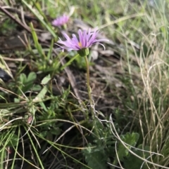 Brachyscome spathulata (Coarse Daisy, Spoon-leaved Daisy) at Mount Clear, ACT - 1 Nov 2021 by BrianH