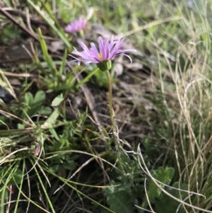 Brachyscome spathulata at Mount Clear, ACT - 1 Nov 2021