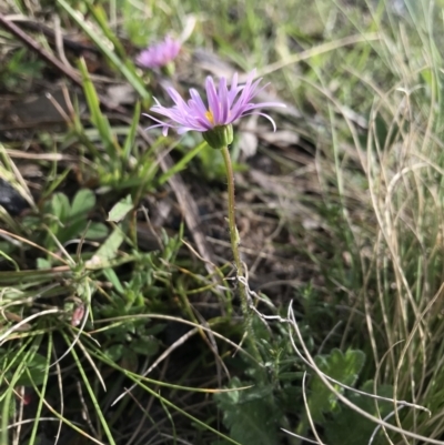 Brachyscome spathulata (Coarse Daisy, Spoon-leaved Daisy) at Namadgi National Park - 31 Oct 2021 by BrianH