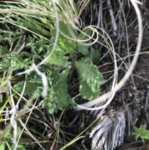 Brachyscome spathulata at Mount Clear, ACT - 1 Nov 2021