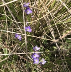 Veronica anagallis-aquatica (Blue Water Speedwell) at Mount Clear, ACT - 31 Oct 2021 by BrianH