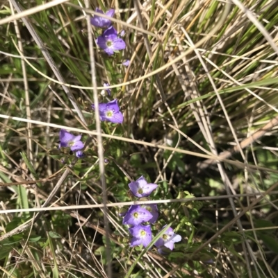 Veronica anagallis-aquatica (Blue Water Speedwell) at Mount Clear, ACT - 31 Oct 2021 by BrianH