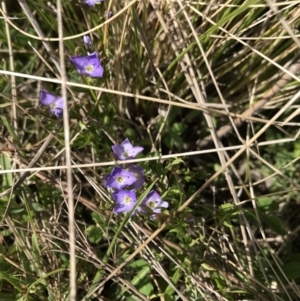 Veronica anagallis-aquatica at Mount Clear, ACT - 1 Nov 2021