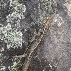 Liopholis whitii (White's Skink) at Mount Clear, ACT - 1 Nov 2021 by BrianH