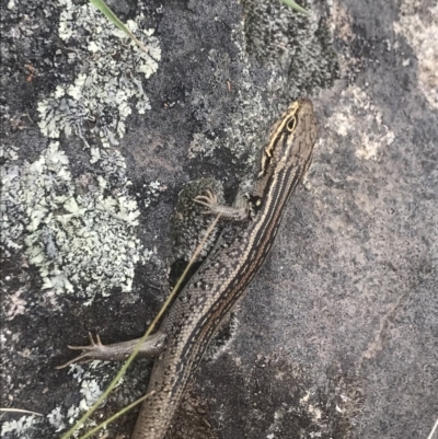 Liopholis whitii (White's Skink) at Mount Clear, ACT - 1 Nov 2021 by BrianH