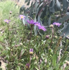 Calotis scabiosifolia var. integrifolia (Rough Burr-daisy) at Namadgi National Park - 1 Nov 2021 by BrianH