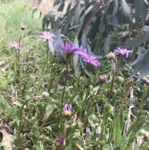 Calotis scabiosifolia var. integrifolia at Mount Clear, ACT - 1 Nov 2021