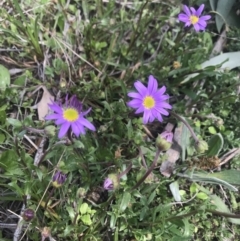 Calotis scabiosifolia var. integrifolia at Mount Clear, ACT - 1 Nov 2021